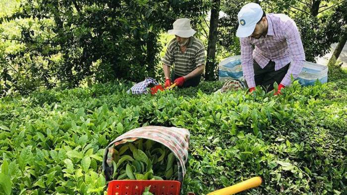 Türkiye'den 9 ayda 115 ülkeye 13,2 milyon dolarlık çay ihraç edildi