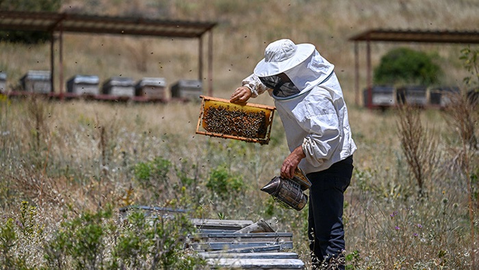 Bal İhracatı Artıyor Fakat Üretici Kazanamıyor!