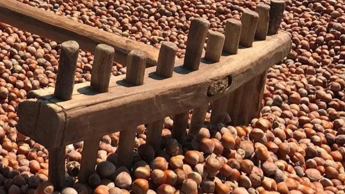 Bu Hatayı Yapan Fındık Üreticisi Kaybediyor!