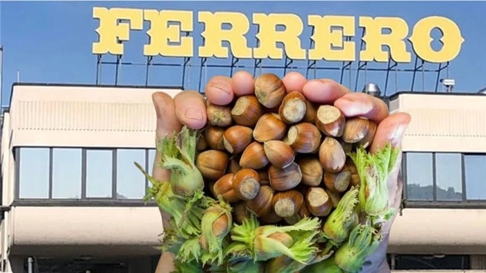 Ferrero sürdürülebilirlik raporunu yayımladı: Türkiye’de 50 bin fındık üreticisine ulaştı