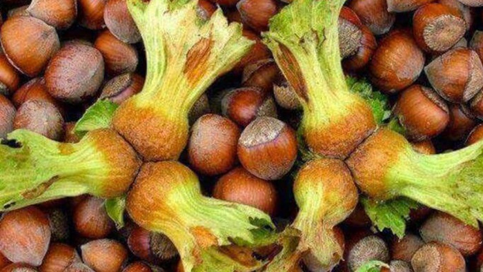 Fındık işçilerinin günlük yevmiyesi belli oldu