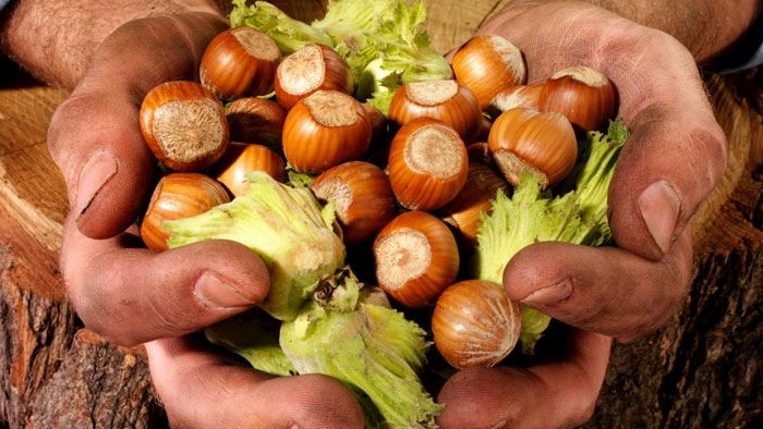 Fındıkta Heyecanlandıran Gelişme! TMO’dan Üreticiyi Sevindirecek Karar