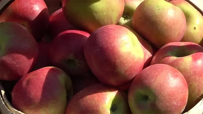 Karadeniz’in iki bin yıllık yıldızlı mucizesi