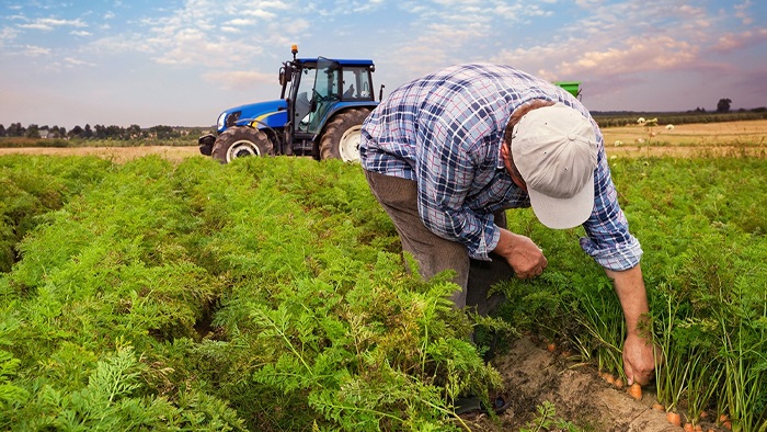 Kırsal kalkınmada yeni dönem: Hibeler yüzde 70'e çıkıyor