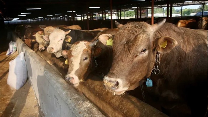 Kurbanlığın canlı kilo fiyatı 40 lira birden geriledi