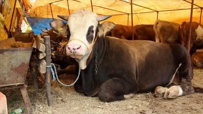 Kurbanlık fiyatı geçen yıla göre yüzde 35 arttı