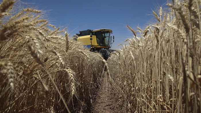 Küresel tahıl üretiminde rekor beklentisi