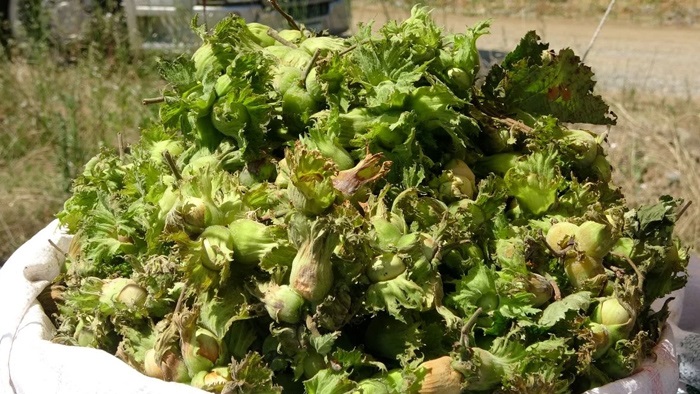 Ordu'da Fındık Hasadı Öncesi Rekolte Açıklandı