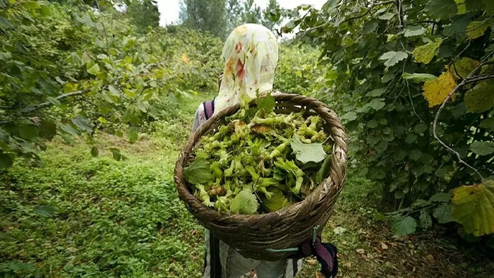 Ordu'da Fındık Yevmiye Ücretleri Açıklandı