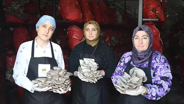 Samsun’da Çadırda Başlayan Üretim Hikâyesi: 3 Kadın Yılda 60 Ton Mantar Üretiyor