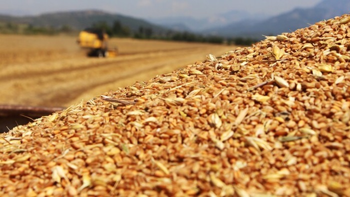 TMO’dan ithal buğday satışı: Alan fabrikalara yerli buğday şartı