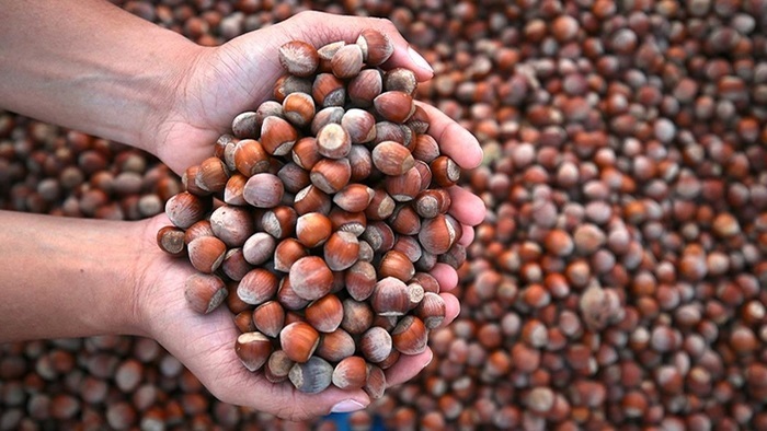 Türkiye 2025'te en fazla Almanya'ya fındık ihracatı yaptı