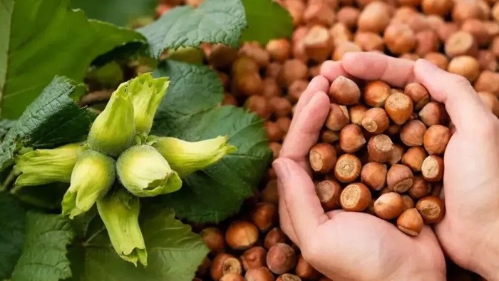 Türkiye Yaklaşık 1 Milyar Dolar Kaybedebilir