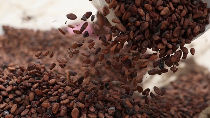 Türkiye'den kakao ihracatında rekor