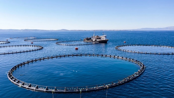Türkiye'nin su ürünleri üretimi 2025'te yüzde 11,1 arttı