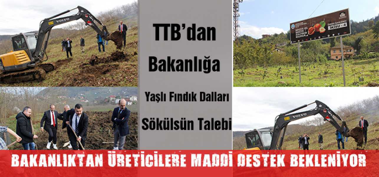 TTB'dan Bakanlığa Yaşlı Fındık Bahçeleri Sökülsün  Talebi