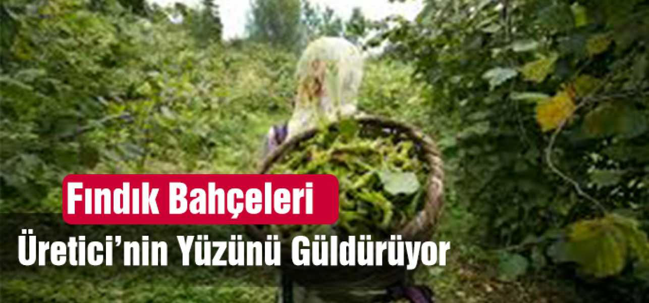 Fındık bahçeleri üreticinin yüzünü güldürüyor