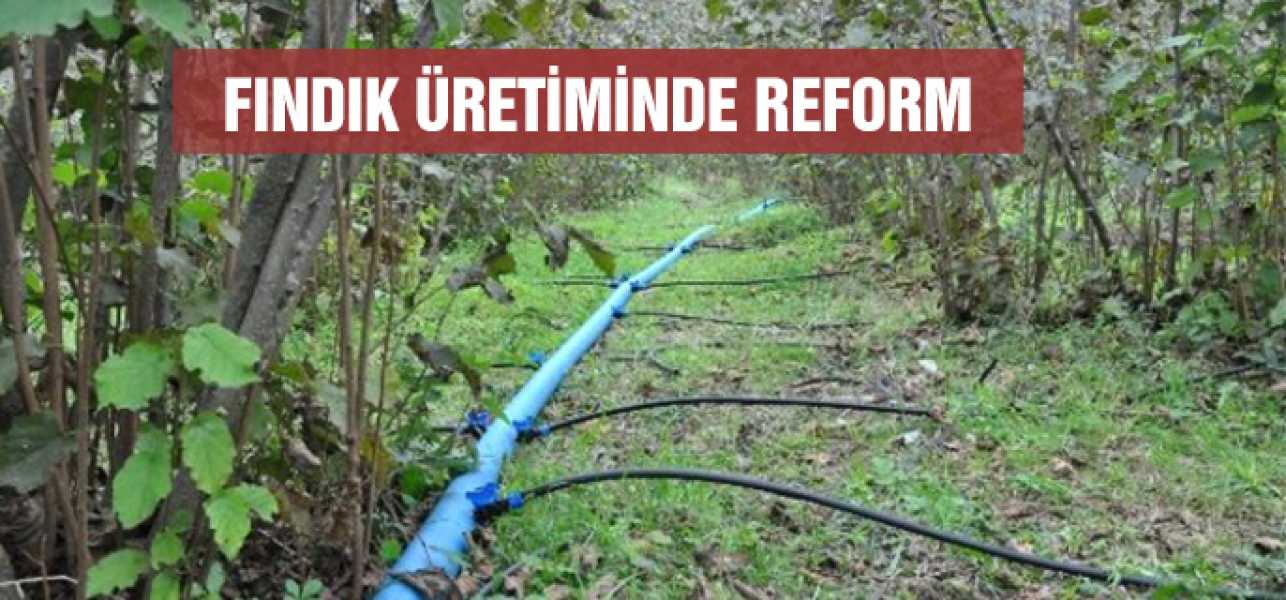 FINDIK ÜRETİMİNDE REFORM