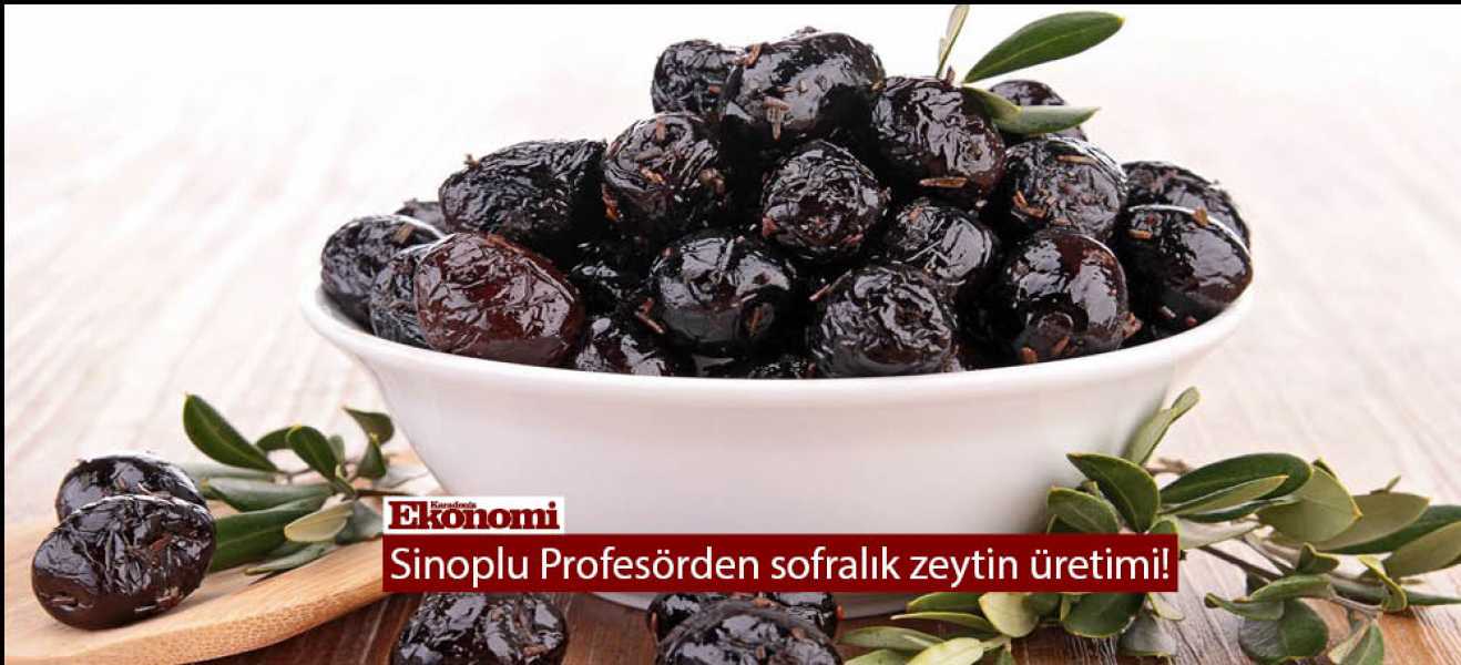 Sinoplu Profesörden sofralık zeytin üretimi!