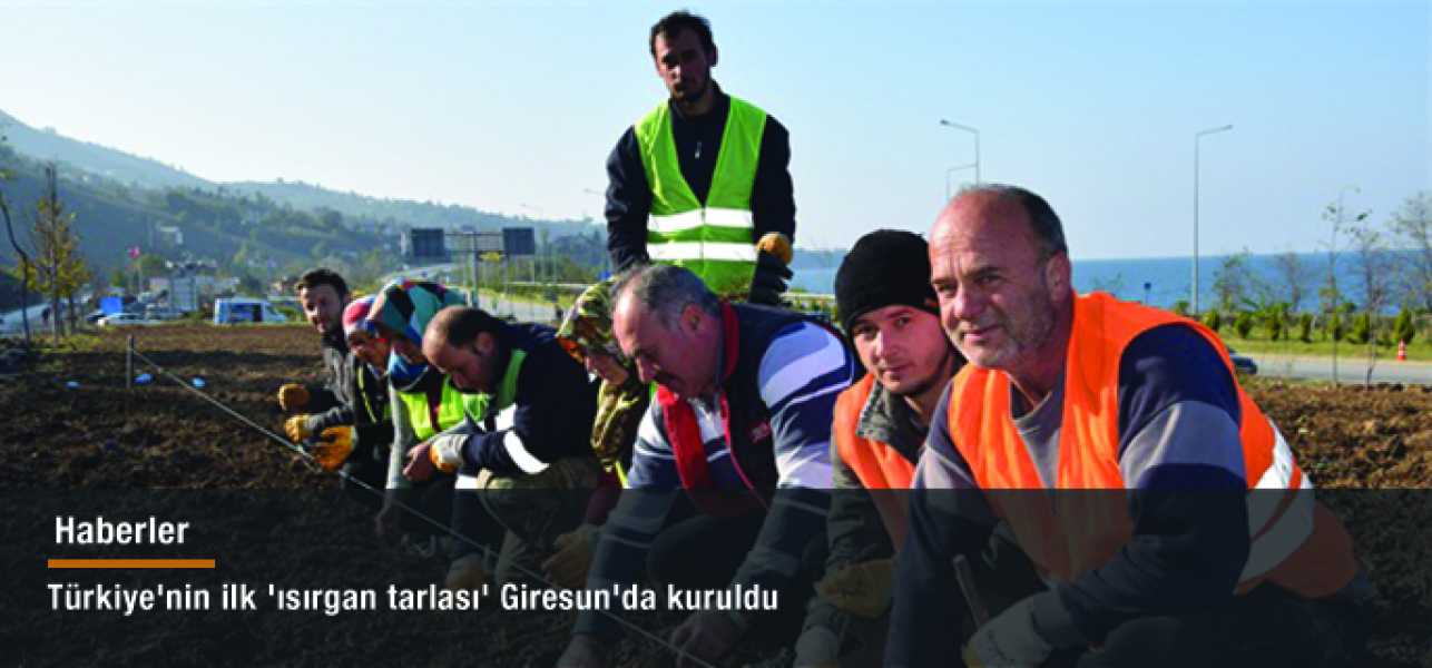 Türkiye'nin ilk 'ısırgan tarlası' Giresun'da kuruldu