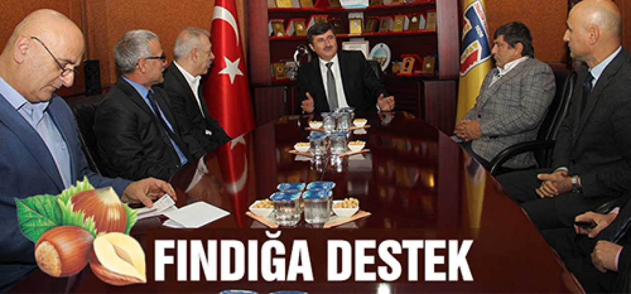 Fındığa destek