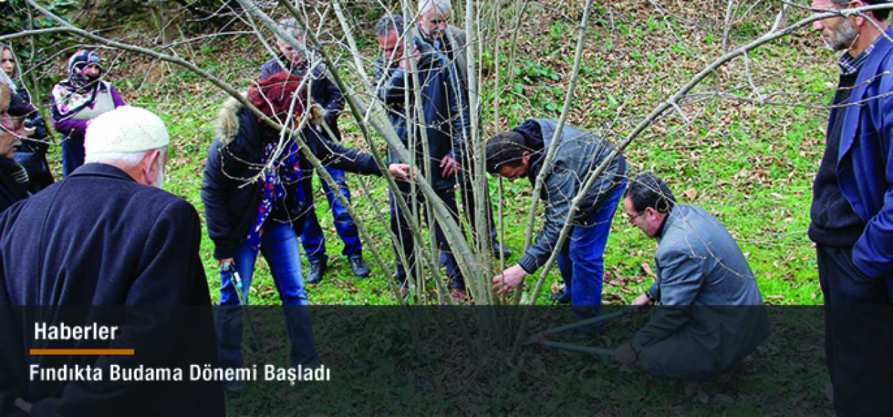 Fındıkta budama dönemi başladı.