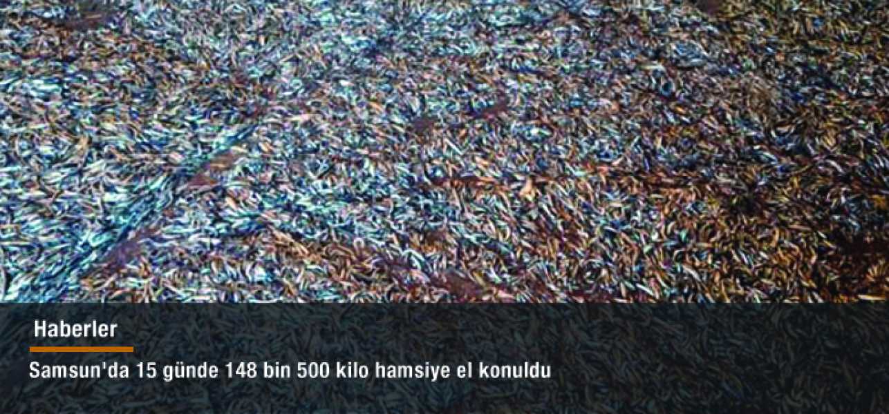 Samsun'da 15 günde 148 bin 500 kilo hamsiye el konuldu