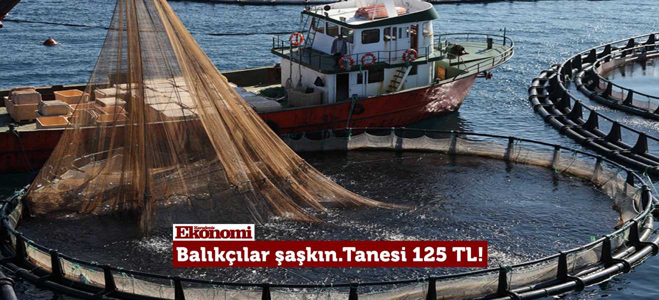 Balıkçılar gözlerine inanamadı! Tanesi 125 TL