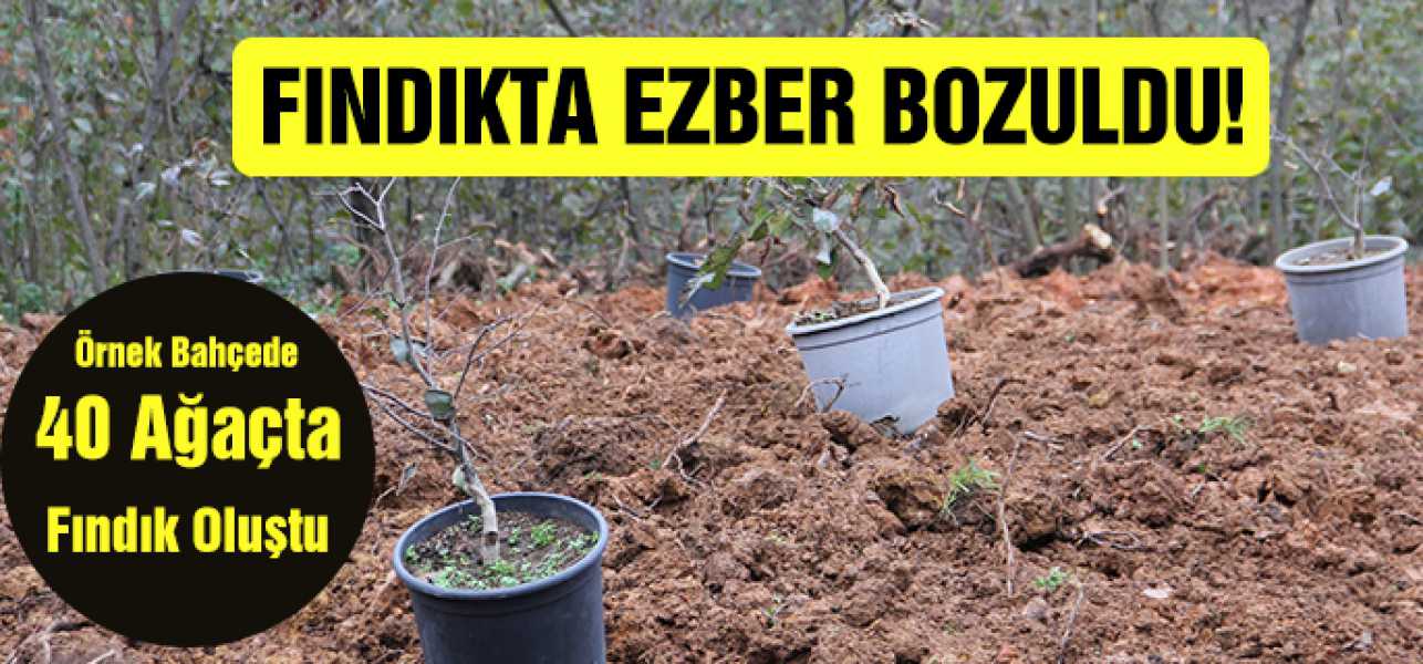 Fındıkta ezber bozuldu..