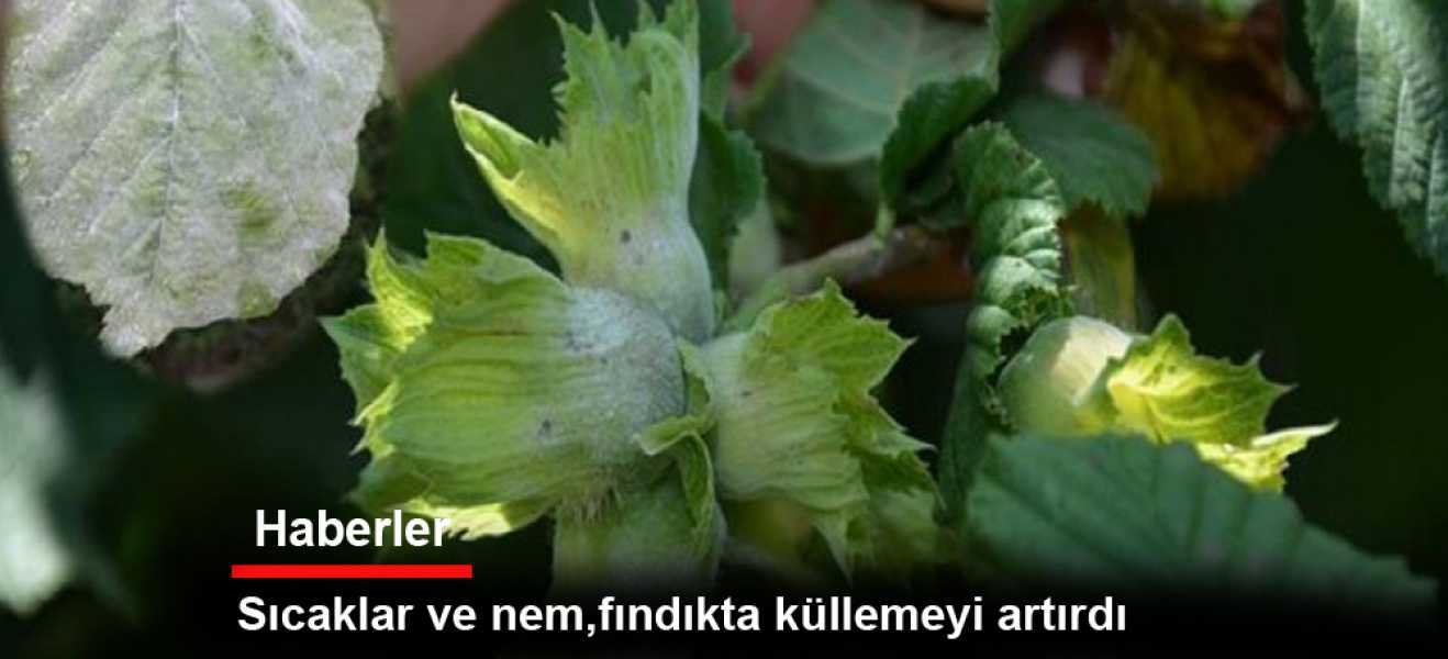 ​-Sıcaklar ve nem, fındıkta küllemeyi arttırdı